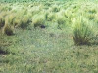 5 – Tierras con pastos duros con los que se encontraban los primeros inmigrantes